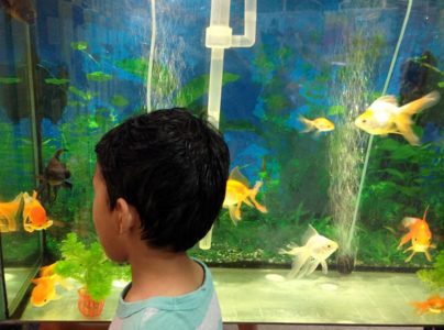 Fish Tank at Chai Wan Swimming Pool HK