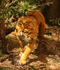 Tiger! At Hong Kong History Museum