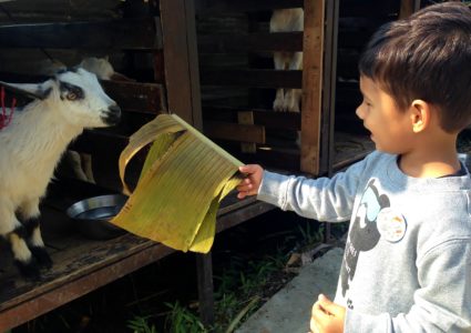 Feeding the goat at Hello Kitty Organic Farm Hong Kong