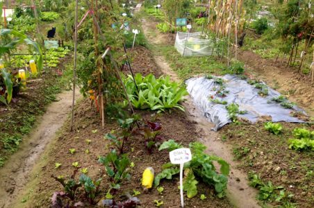 Vegetable plots for rent on Hello Kitty Organic Farm Hong Kong