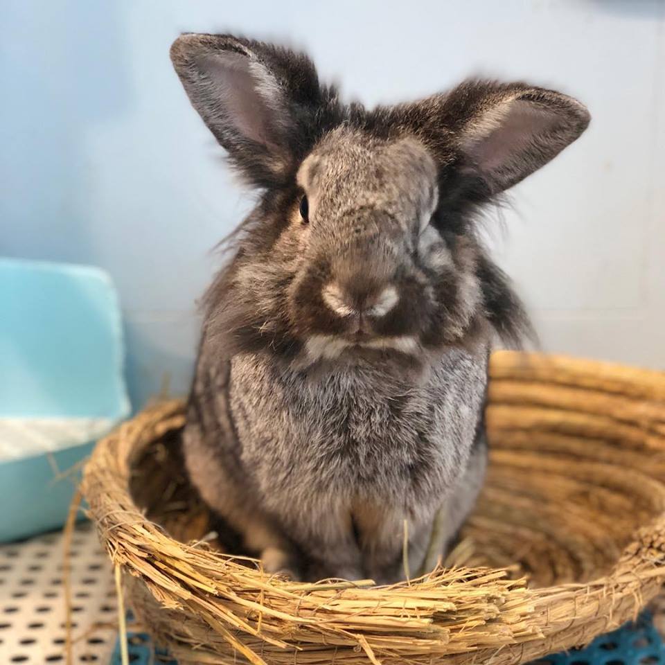 Rabbitland Cafe in Causeway Bay Hong Kong - one of the play areas in Hong Kong's central shopping area - The Little Adventurer