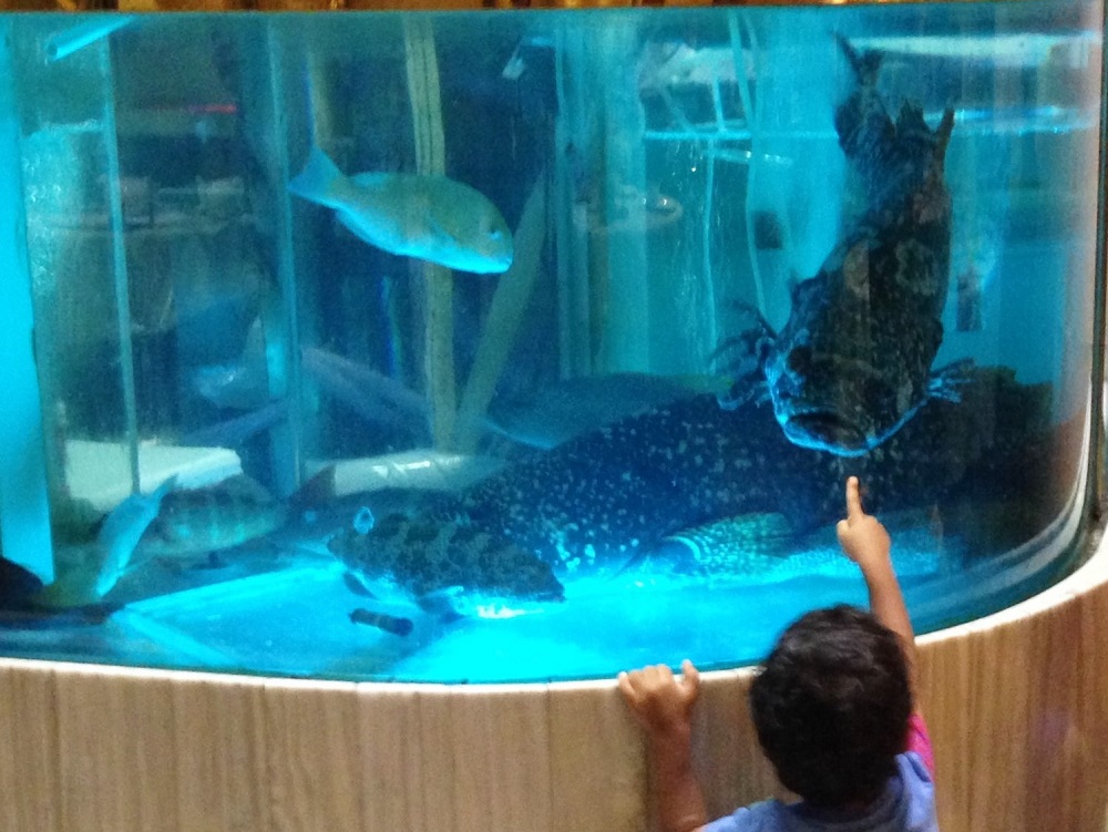 Fish tank at Sportful Garden Restaurant, Whampoa Garden, Hong Kong - The Little Adventurer