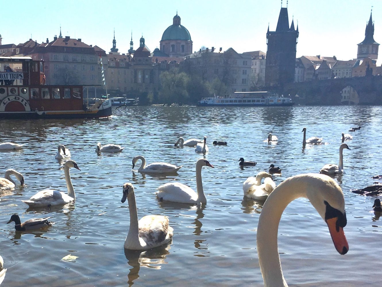 Feeding swans by Charles Bridge Prague