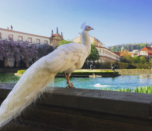 Peacock posing in Wallenstein Garden Prague