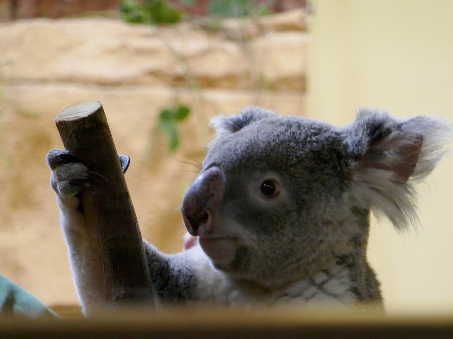 Koala in Dresden Zoo - One of the many attractions of family-friendly Dresden - The Little Adventurer