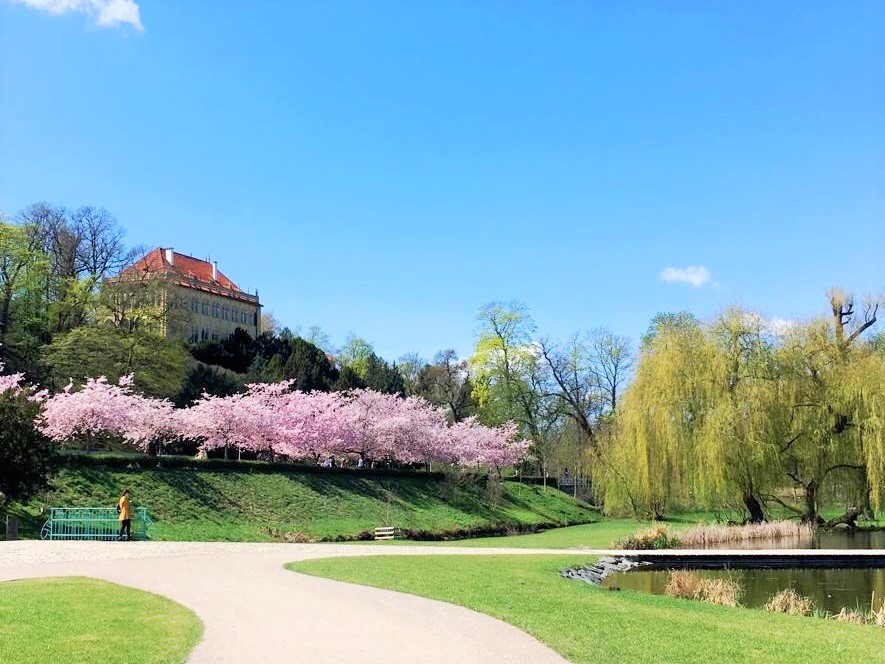 Cotton candy blossoms in Stromovka in Prague