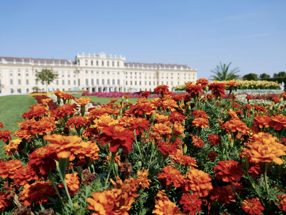 Beautiful blooms at Schönbrunn Palace - Vienna with kids