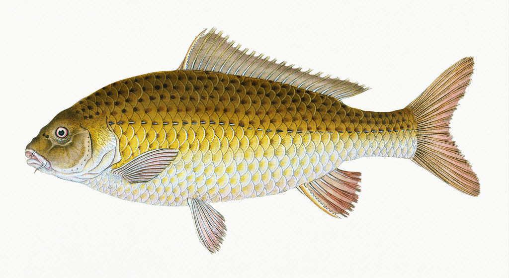 Illustration of a carp