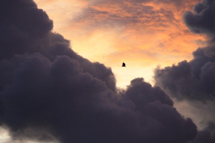 Watching swooping bats from Ceylon Slider's rooftop - Family-friendly surfing in Sri Lanka